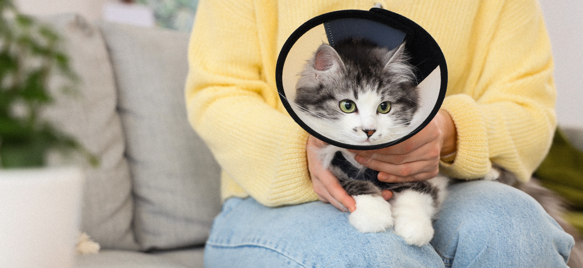 alternativas al collar isabelino en gatos